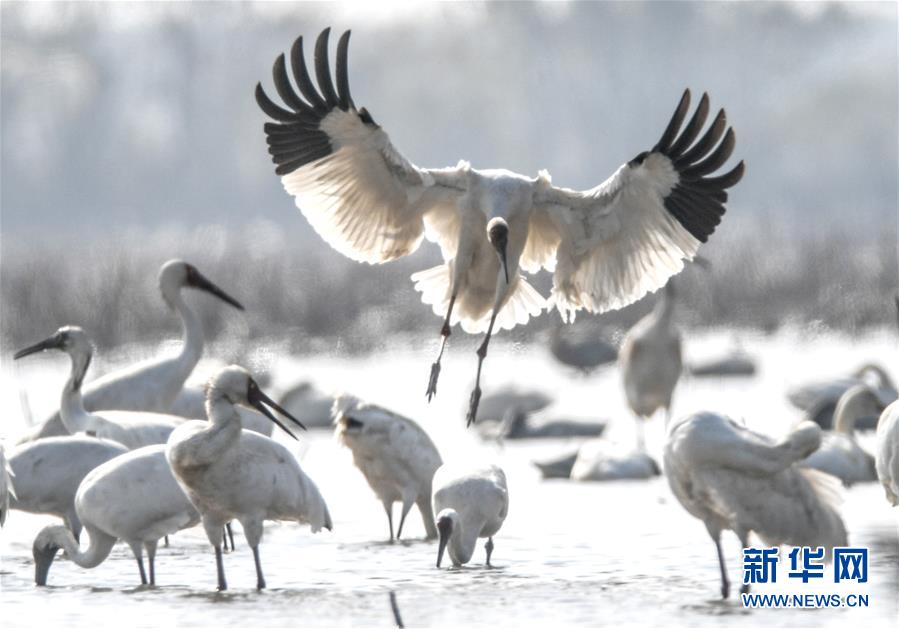 （新华全媒头条·图文互动）（1）鄱阳湖上白鹤飞——从白鹤迁徙路线之变看生态文明建设
