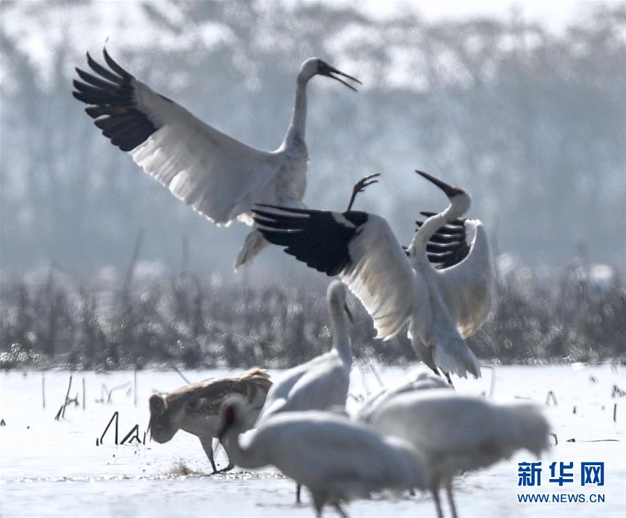 （新华全媒头条·图文互动）（2）鄱阳湖上白鹤飞——从白鹤迁徙路线之变看生态文明建设