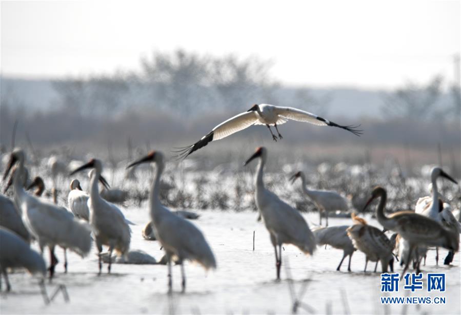 （新华全媒头条·图文互动）（3）鄱阳湖上白鹤飞——从白鹤迁徙路线之变看生态文明建设