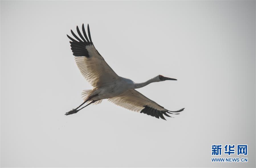 （新华全媒头条·图文互动）（8）鄱阳湖上白鹤飞——从白鹤迁徙路线之变看生态文明建设