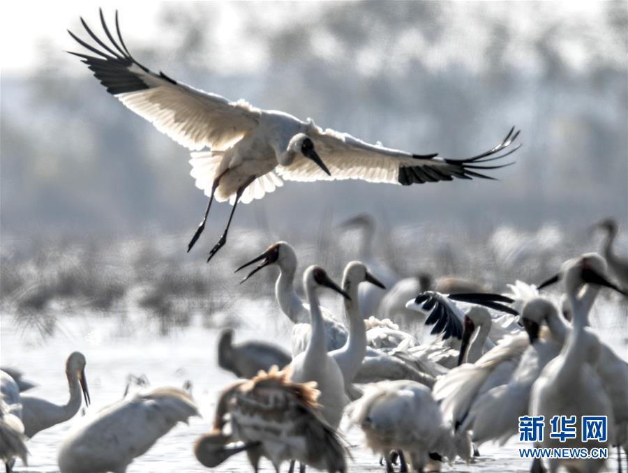 （新华全媒头条·图文互动）（4）鄱阳湖上白鹤飞——从白鹤迁徙路线之变看生态文明建设