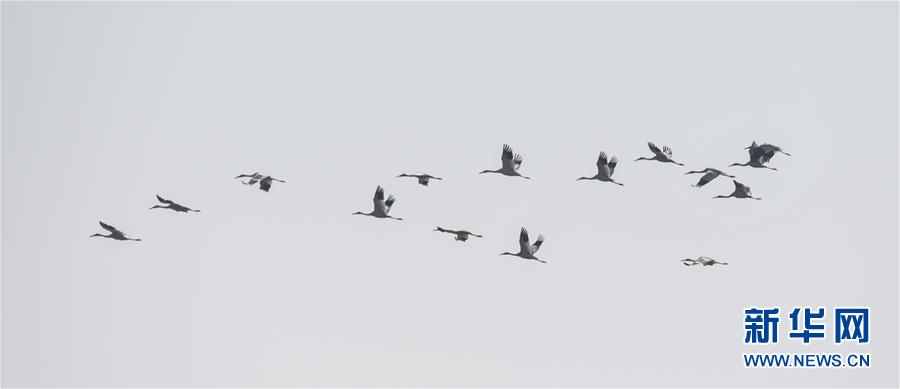（新华全媒头条·图文互动）（7）鄱阳湖上白鹤飞——从白鹤迁徙路线之变看生态文明建设