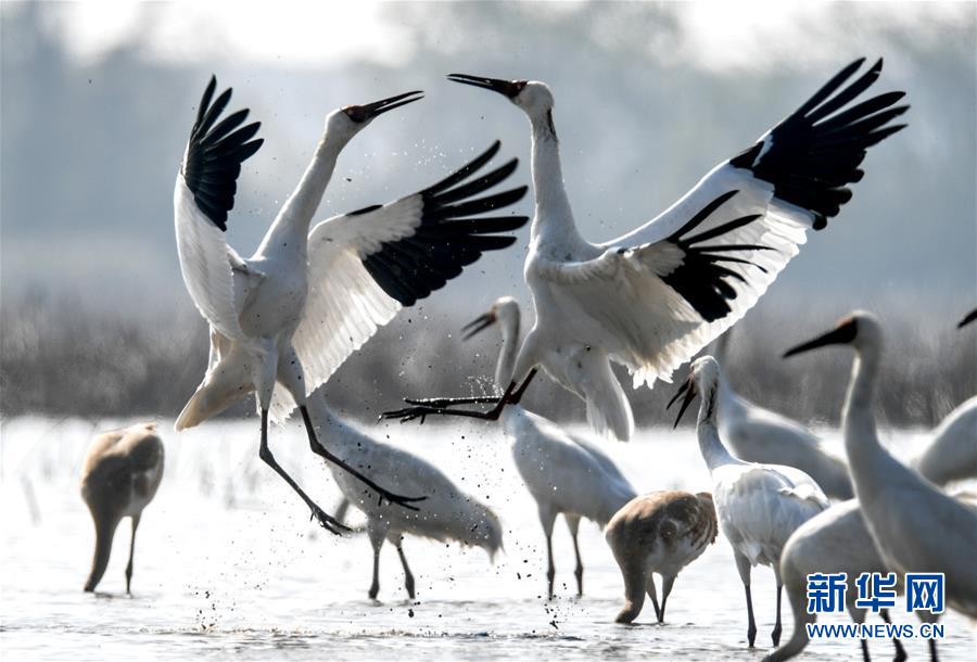 （新华全媒头条·图文互动）（5）鄱阳湖上白鹤飞——从白鹤迁徙路线之变看生态文明建设