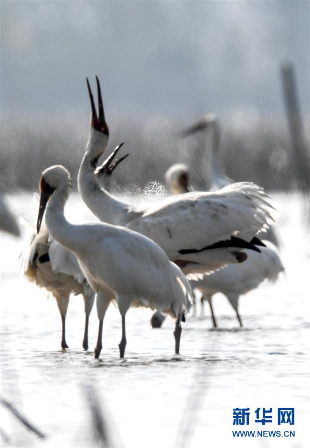 （新华全媒头条·图文互动）（6）鄱阳湖上白鹤飞——从白鹤迁徙路线之变看生态文明建设