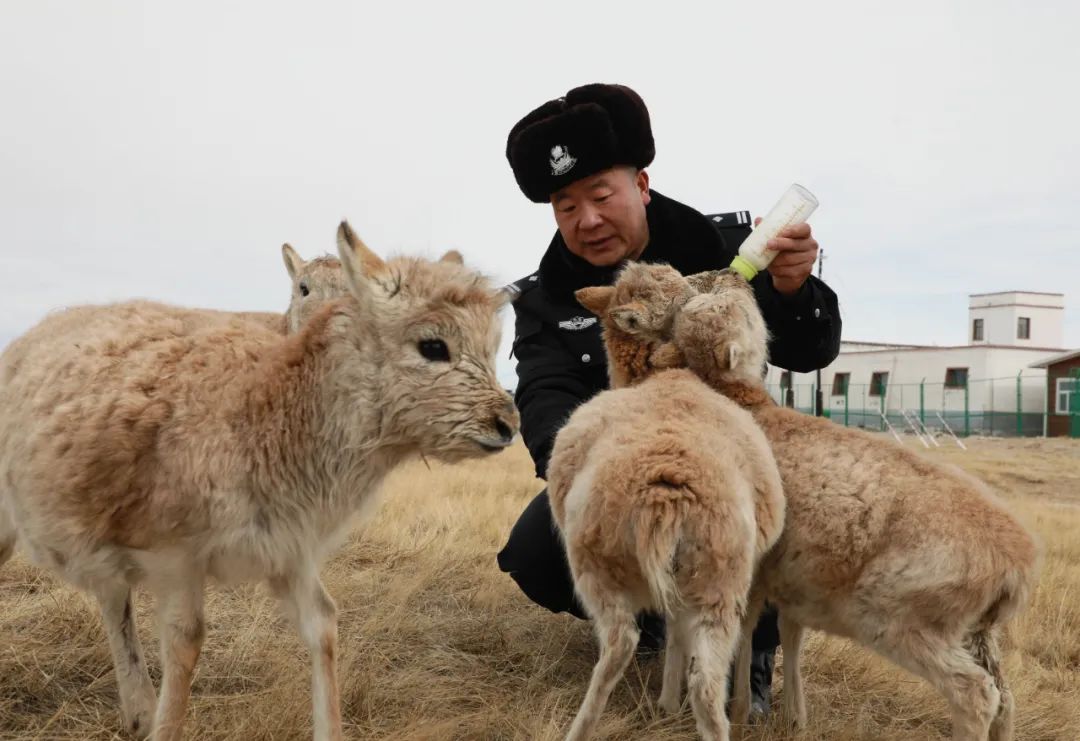 可可西里索南达杰保护站站长赵新录在给藏羚羊幼仔喂奶（12月7日摄）。新华社记者 王艳 摄