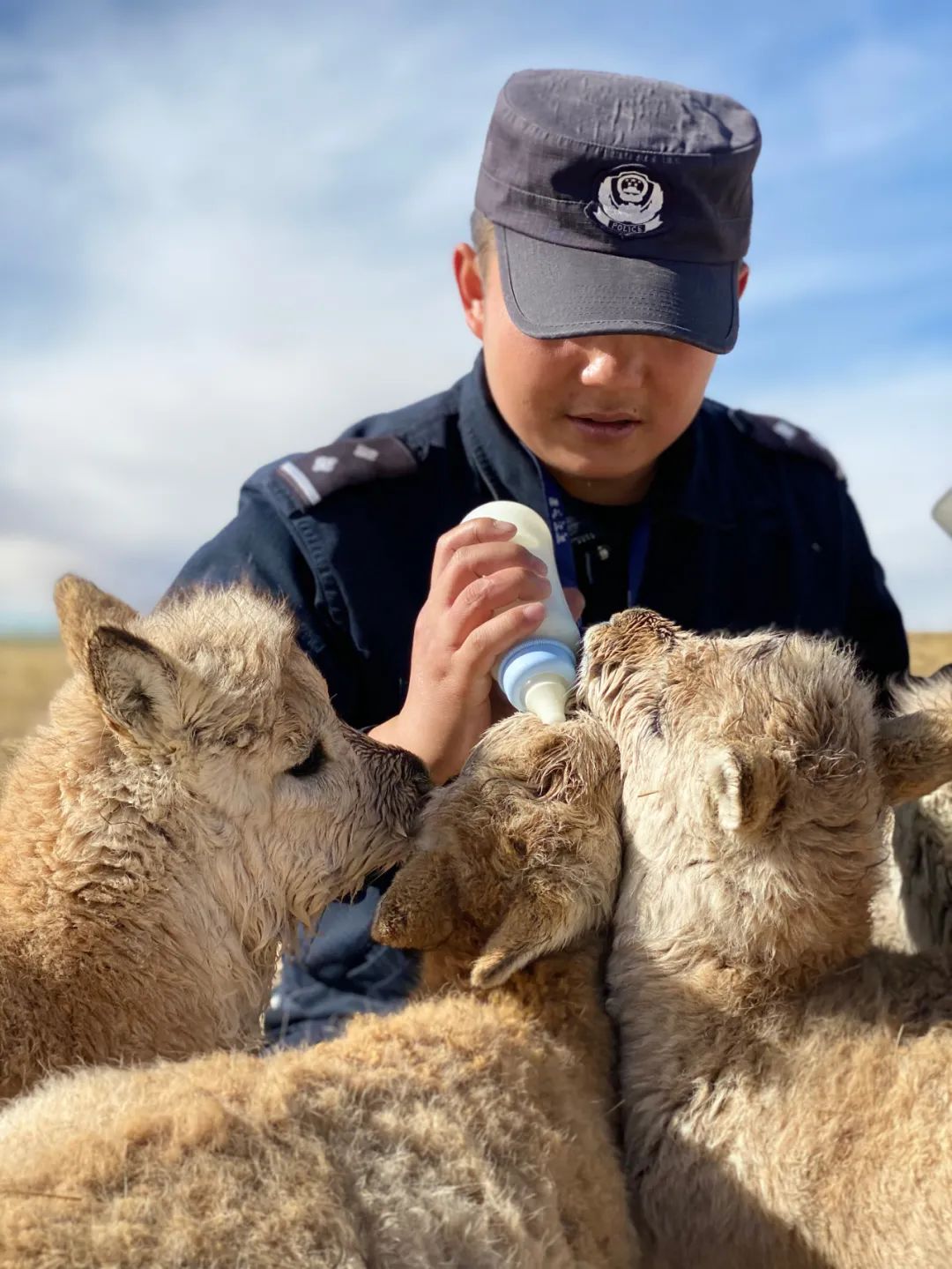 可可西里巡山队员邓海平给藏羚羊幼仔喂奶（12月6日摄）。新华社记者 王金金 摄