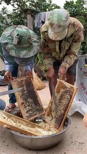 IFAW社区发展项目中倒淌箐社区参与村民正在采收蜂蜜.jpg